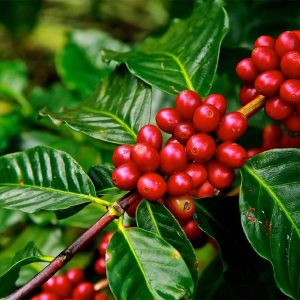 Coffea arabica ( Green coffee beans)