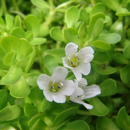 brahmi extract manufacturer in india