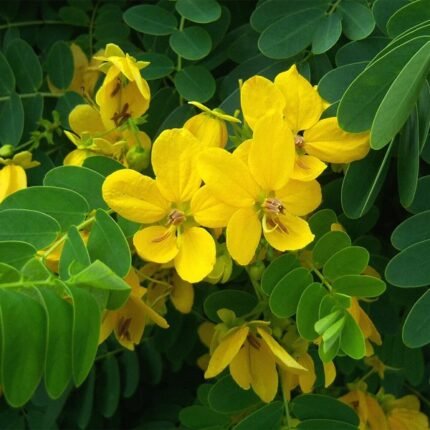 senna extract manufacturer in india