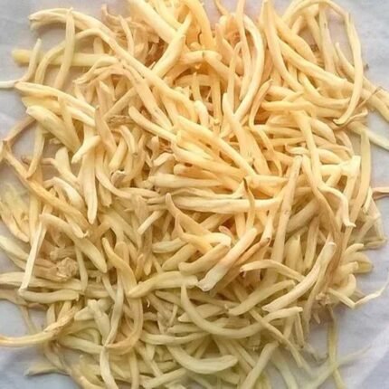 vca healthcare safed musli extract manufacturer in india