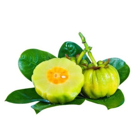 garcinia cambogia extract manufacturer in india
