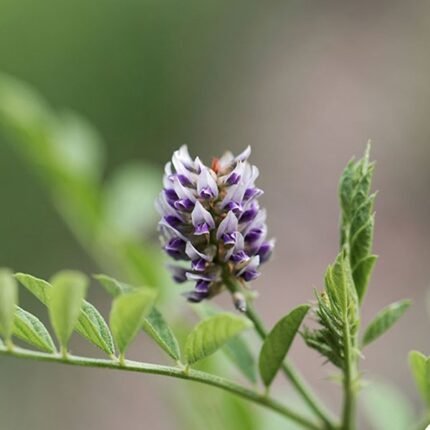 mulethi extract manufacturer in india