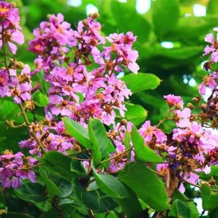 banaba extract manufacturer in india