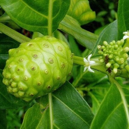 vca healthcare noni extract manufacturer in india