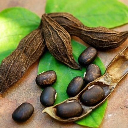mucuna extract manufacturer in india