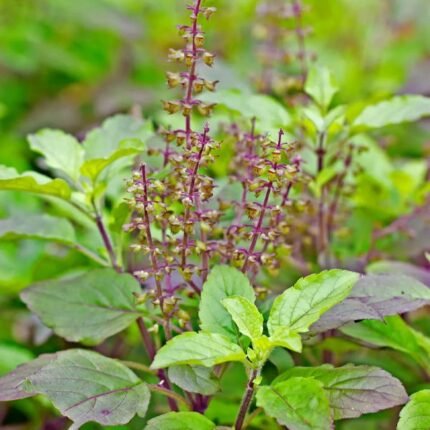 vca healthcare top manufacturer of tulsi extract in india