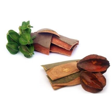 arjuna extract manufacturer in india