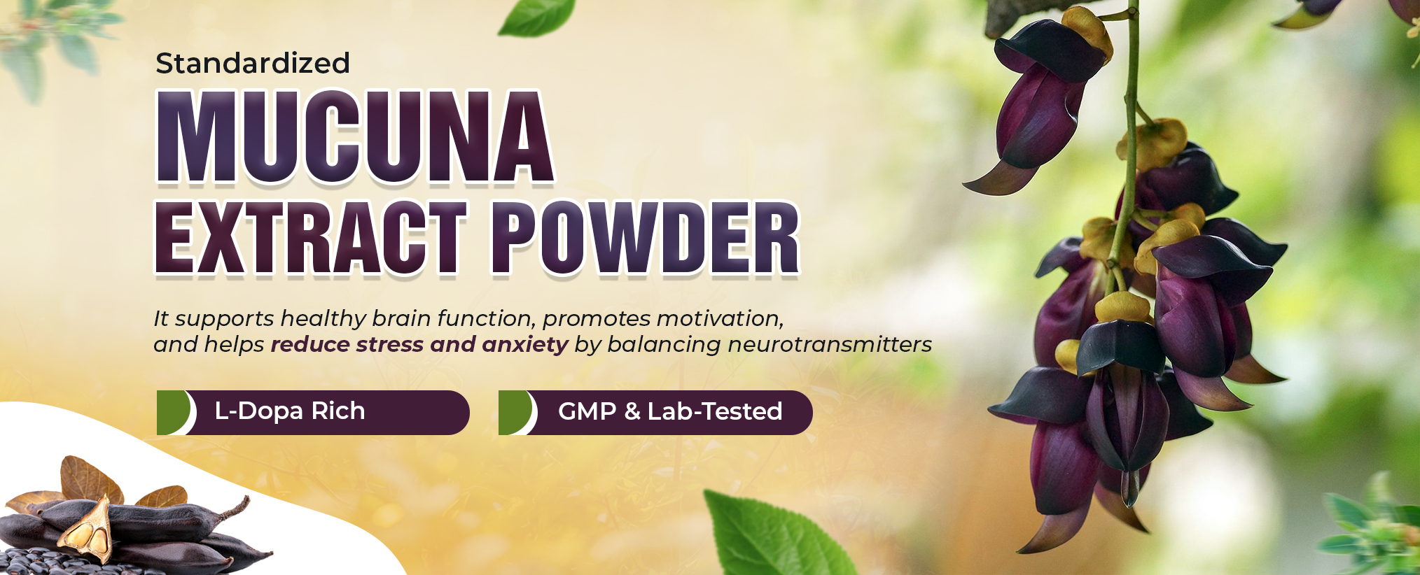 top mucuna extract powder manufacturer in india